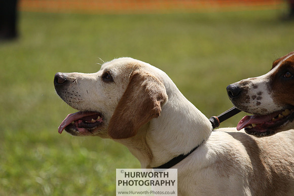 Sedgefield Game Fair 072