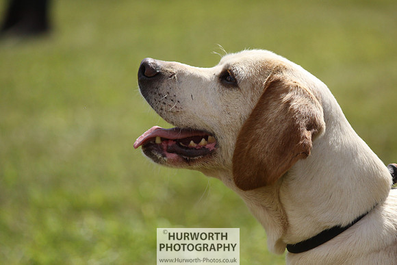 Sedgefield Game Fair 073