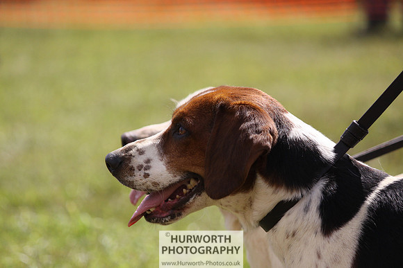 Sedgefield Game Fair 074