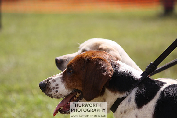 Sedgefield Game Fair 075