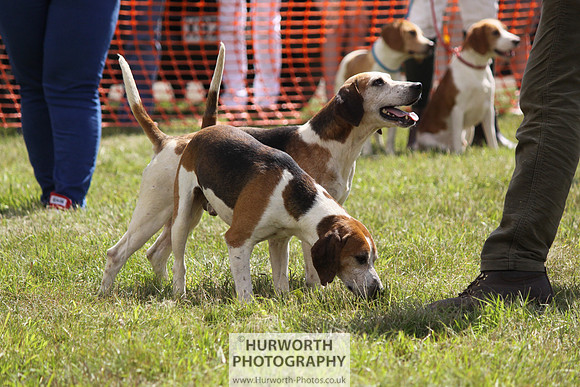 Sedgefield Game Fair 076