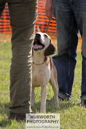 Sedgefield Game Fair 077