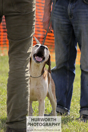 Sedgefield Game Fair 078