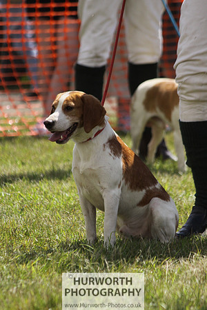 Sedgefield Game Fair 080