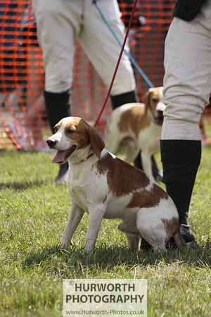 Sedgefield Game Fair 081