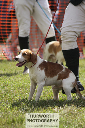 Sedgefield Game Fair 082