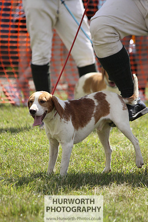 Sedgefield Game Fair 083