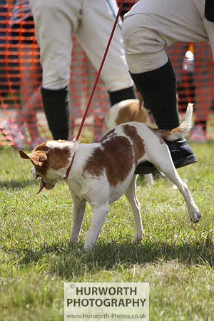 Sedgefield Game Fair 084