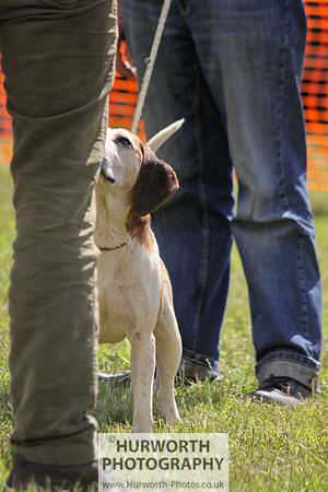 Sedgefield Game Fair 085