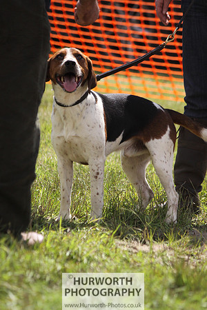 Sedgefield Game Fair 086