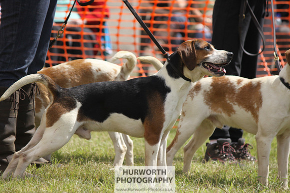 Sedgefield Game Fair 088
