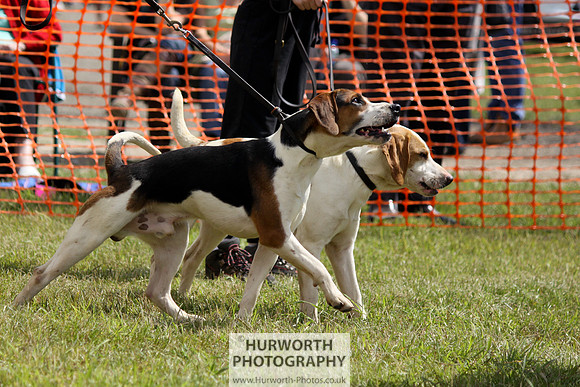 Sedgefield Game Fair 089