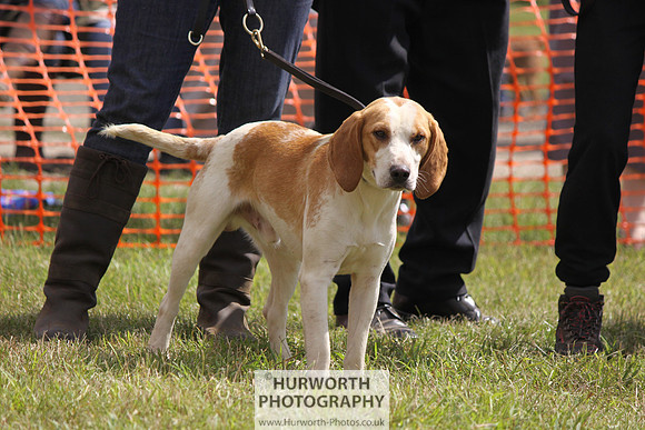Sedgefield Game Fair 091