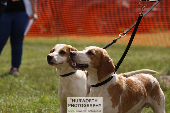 Sedgefield Game Fair 093