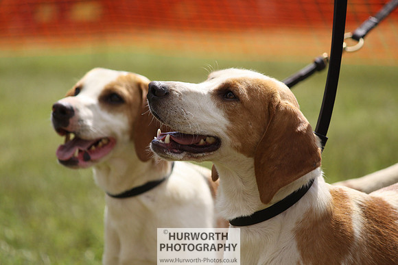 Sedgefield Game Fair 094