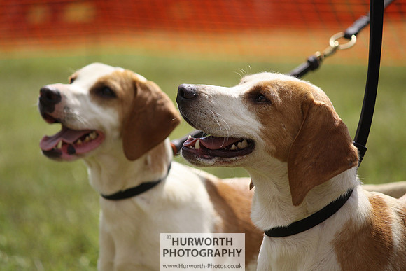 Sedgefield Game Fair 095