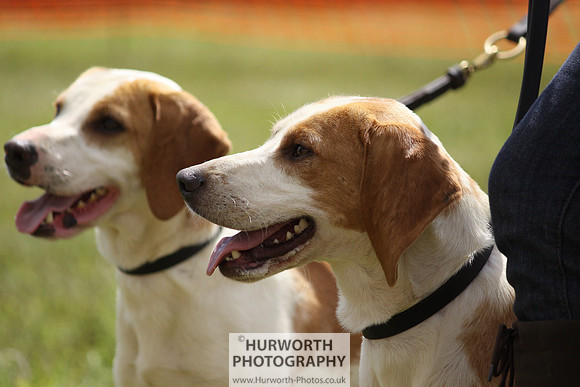 Sedgefield Game Fair 096