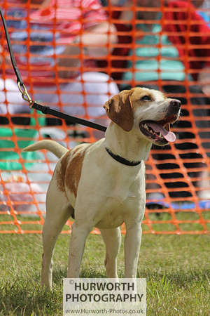 Sedgefield Game Fair 097