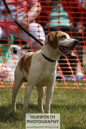 Sedgefield Game Fair 098