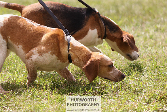 Sedgefield Game Fair 099