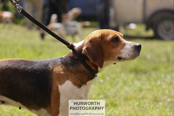 Sedgefield Game Fair 100
