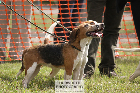 Sedgefield Game Fair 104