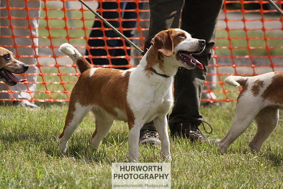 Sedgefield Game Fair 105