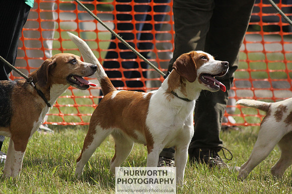Sedgefield Game Fair 106
