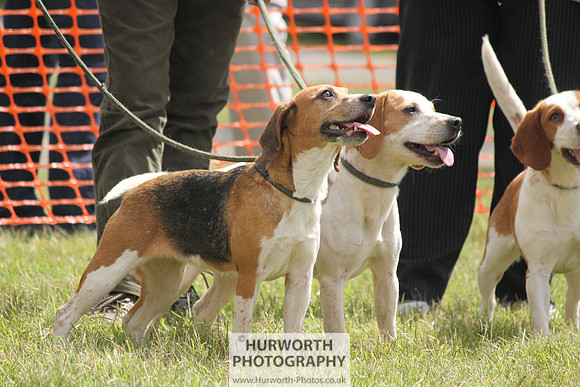 Sedgefield Game Fair 109