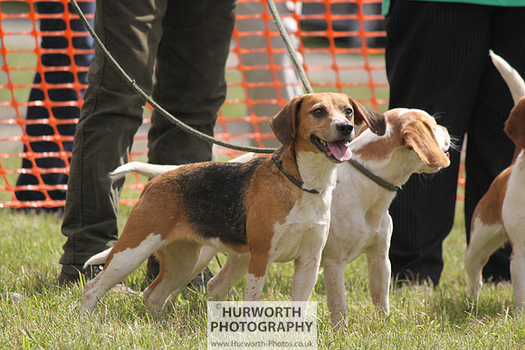 Sedgefield Game Fair 110