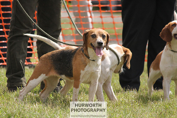 Sedgefield Game Fair 111