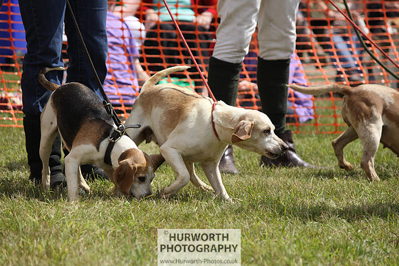 Sedgefield Game Fair 113
