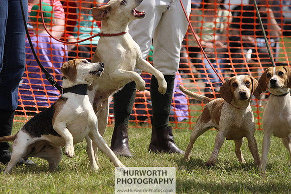 Sedgefield Game Fair 114