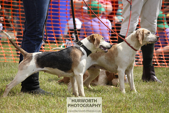 Sedgefield Game Fair 115