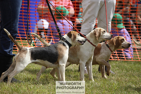 Sedgefield Game Fair 116
