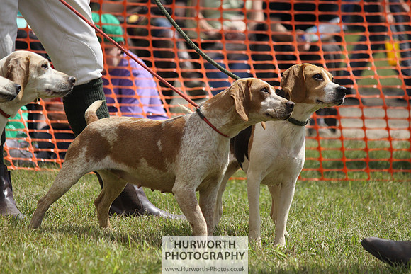 Sedgefield Game Fair 118