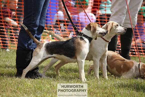 Sedgefield Game Fair 119