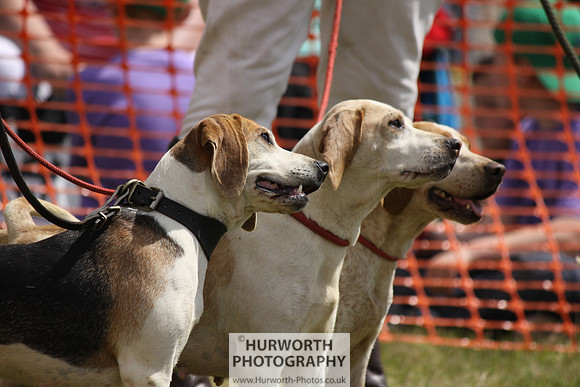 Sedgefield Game Fair 121