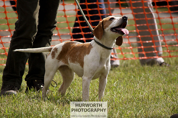 Sedgefield Game Fair 123