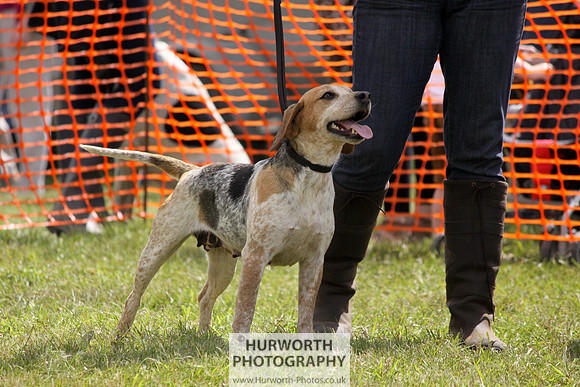 Sedgefield Game Fair 124