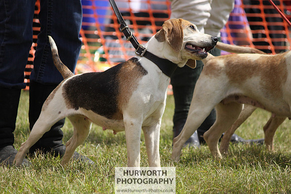Sedgefield Game Fair 126