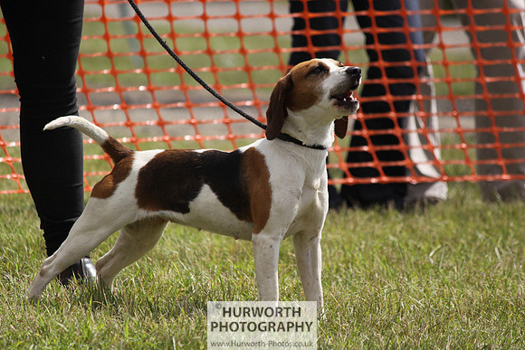 Sedgefield Game Fair 128