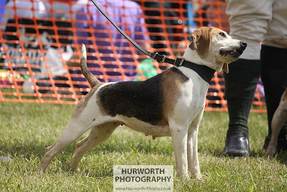 Sedgefield Game Fair 129