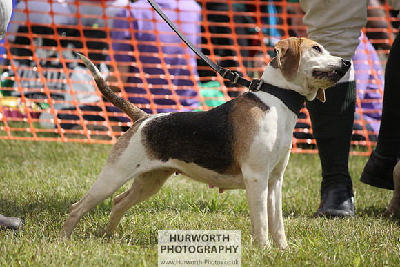 Sedgefield Game Fair 130
