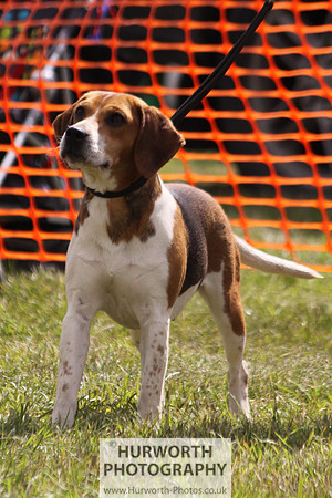 Sedgefield Game Fair 131