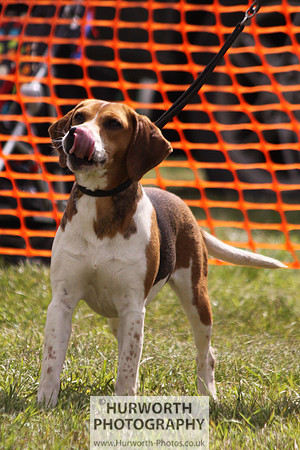 Sedgefield Game Fair 132