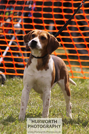 Sedgefield Game Fair 133