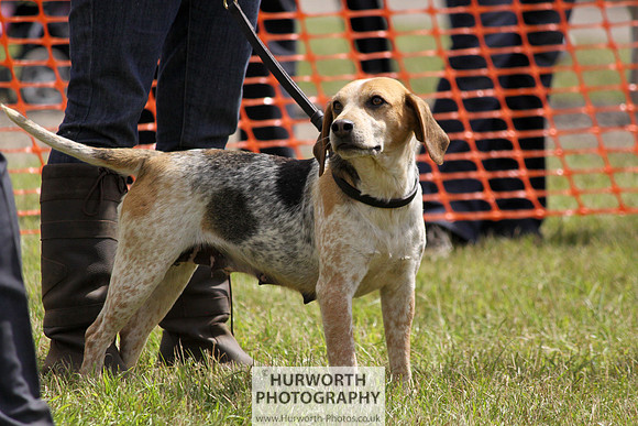 Sedgefield Game Fair 136