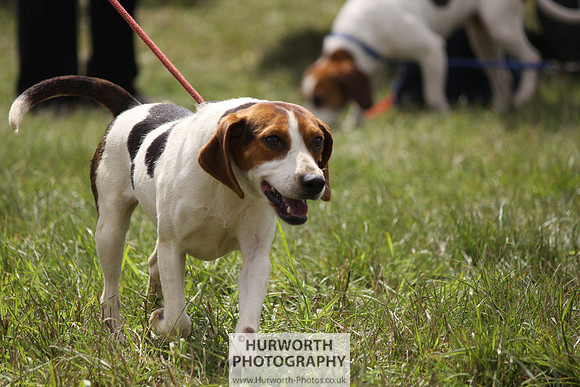 Sedgefield Game Fair 137