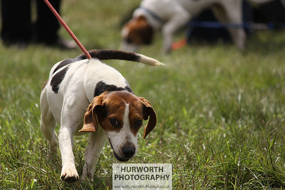 Sedgefield Game Fair 138